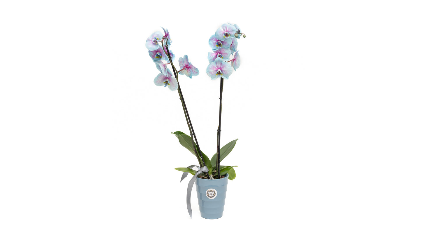 Orchid Plant 2 Stems With Pot in special color