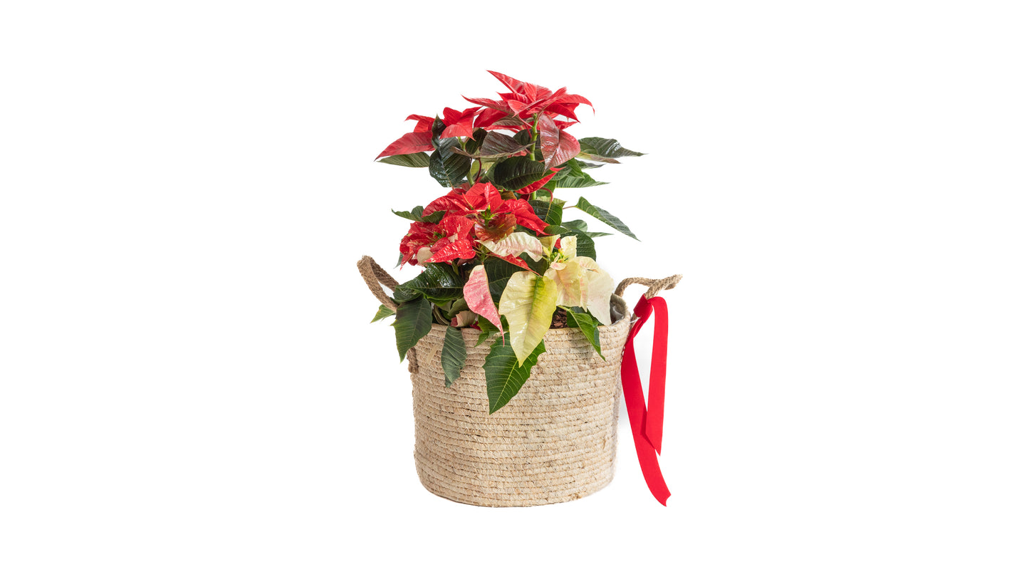 2 Poinsetias In Basket