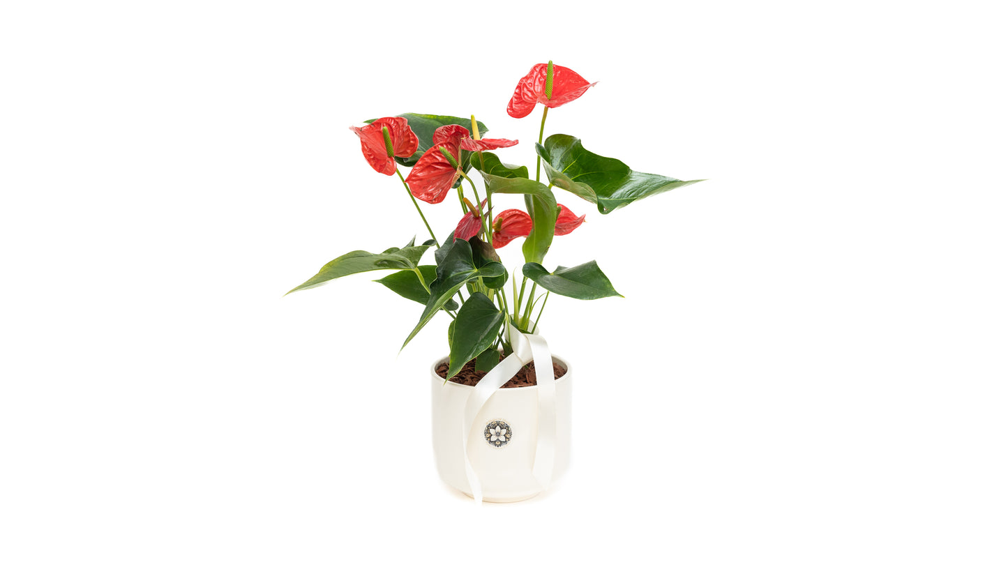 Anthurium Plant With Pot