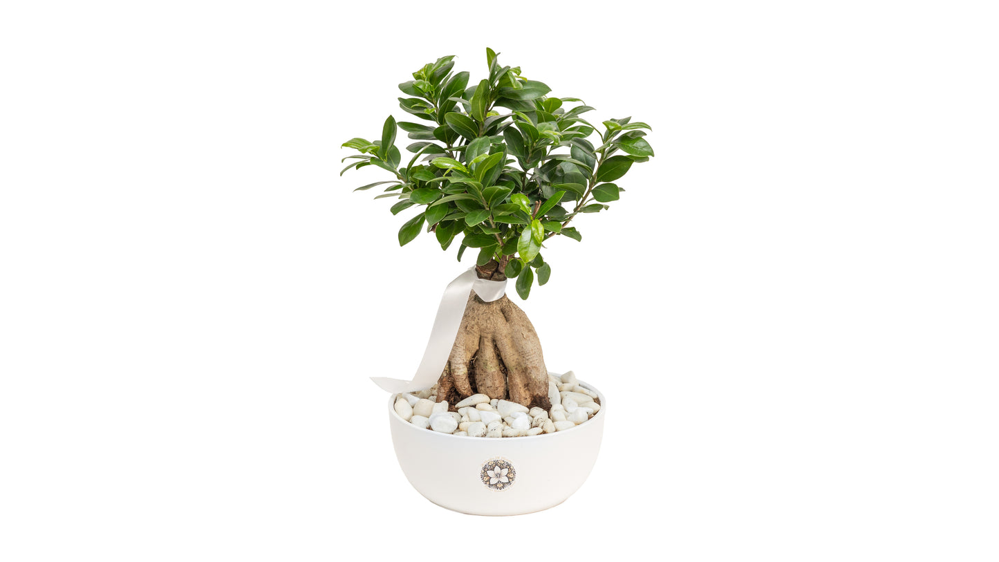 Bonsai Plant In A Pot