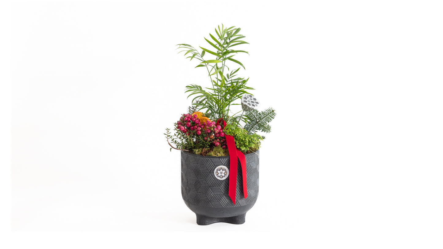 Christmas Plant Arrangement in a Pot Premium