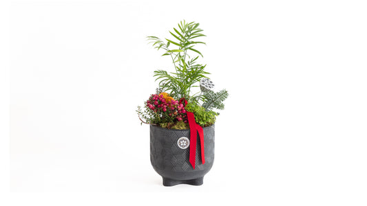 Christmas Plant Arrangement in a Pot Premium