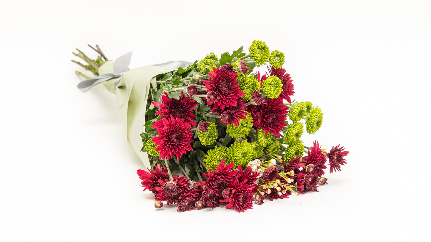 Chrysanthemum