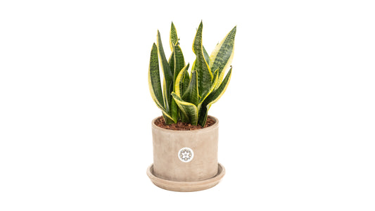 Concrete Pot With Snake Plant