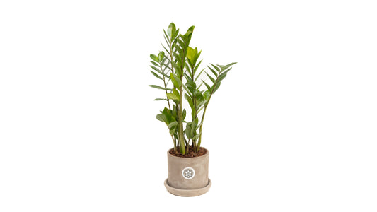 Concrete Pot With Zamia Plant