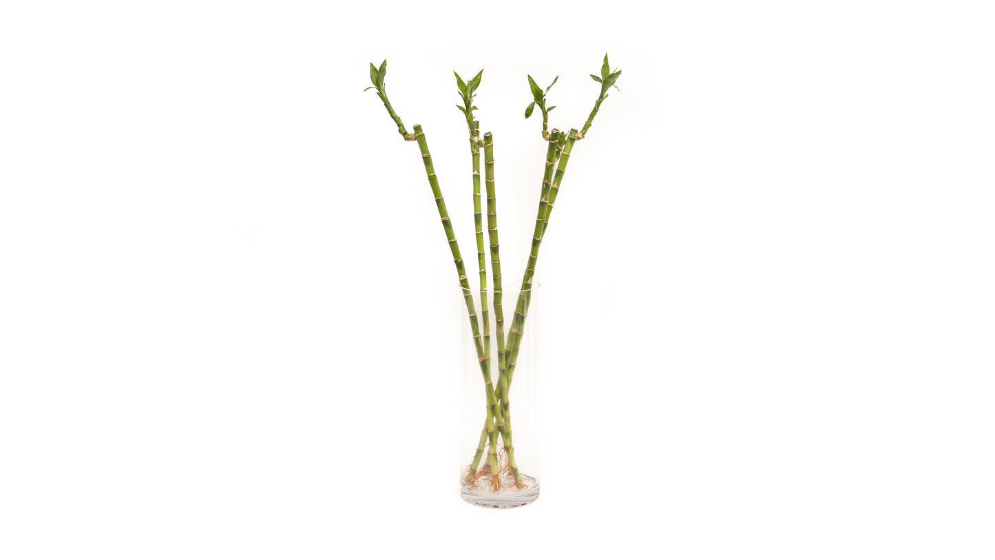 Lucky Bamboo Straight 70Cm With Vase X5