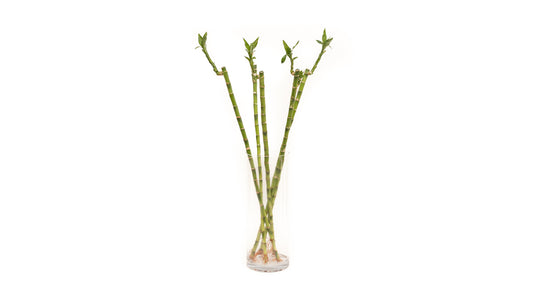 Lucky Bamboo Straight 70Cm With Vase X5