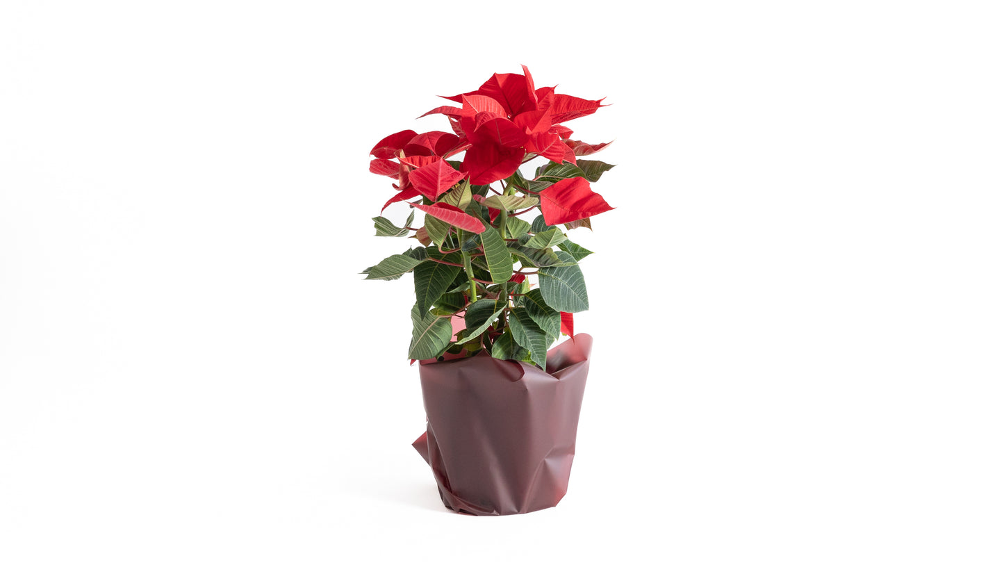 Poinsetia