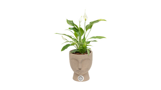 Peace Lily Plant With Brown Ceramic Face Pot