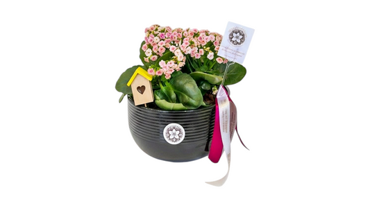 Kalanchoe plant in ceramic pot