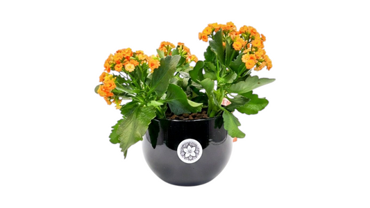 Kalanchoe plant in ceramic pot