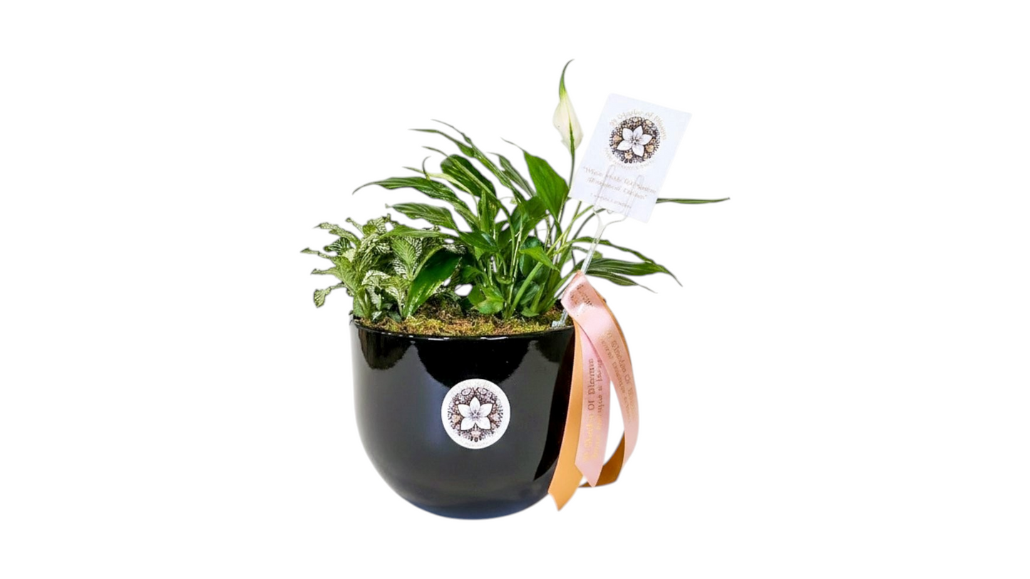 Pots with Plants Arrangement