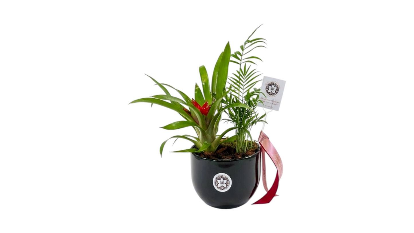 Pots with Plants Arrangement